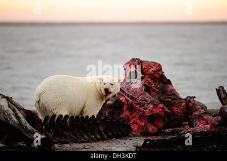 Eisbär (Ursus Maritimus) Fütterung auf die Überreste von einem Wal, Kaktovik, North Slope, Beaufortsee, Alaska, USA, Amerika Stockfoto