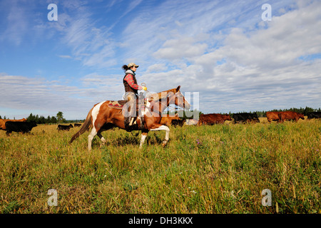 Cowgirl Treiben des Viehs quer durch die Prärie, Provinz Cypress Hills, Saskatchewan, Kanada Stockfoto