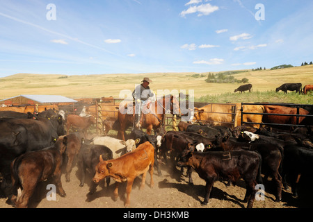 Cowboy auf einem Pferd, Vieh auf der Koppel mit einem Lasso einfangen, so dass sie können gebrandmarkt, Cypress Hills, Saskatchewan Provinz Stockfoto