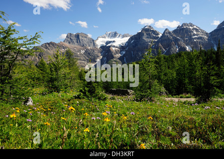 Blumenwiese mit Schnee bedeckt die Gipfel der Rocky Mountains, Banff Nationalpark, Alberta Provinz Kanada Stockfoto