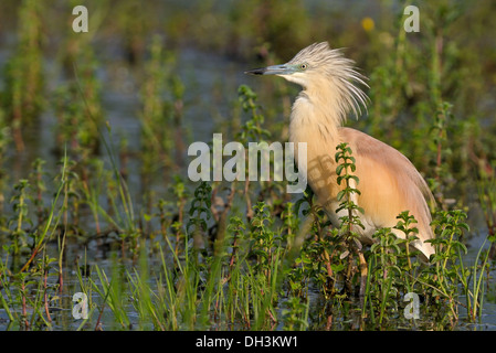 Squacco Heron (ardeola ralloides) Stockfoto