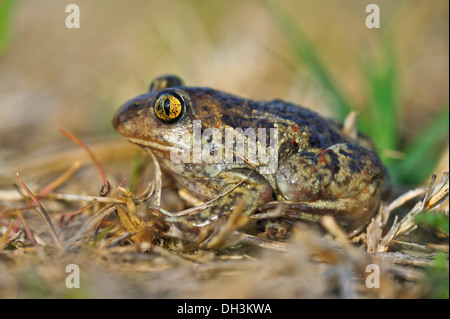 Common spadefoot Toad oder Knoblauch (Pelobates fuscus), Burgenland, Österreich, Europa Stockfoto