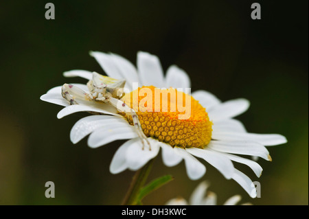 Goldrute crab Spider (misumena vatia), auf oxeye Daisy (Leucanthemum vulgare), Burgenland, Österreich, Europa Stockfoto