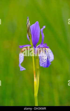 Sibirische Schwertlilie (Iris pumila), Bodensee, Rheindelta, Österreich, Europa Stockfoto