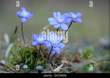 Leberblümchen oder Lebermoos (Hepatica Nobilis, Sy Anemone Hepatica), blühend, Österreich Stockfoto