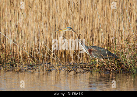 Purpurreiher (Ardea Purpurea), Österreich Stockfoto