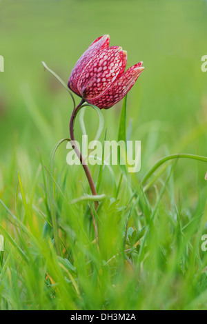 Fritillary, Schlange den Kopf Fritillary oder Schach Blume (Fritillaria Meleagris), Österreich Stockfoto