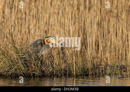 Purpurreiher (Ardea Purpurea), Österreich Stockfoto