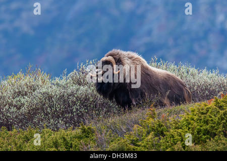 Muskox oder Moschusochsen (Ovibos moschatus), ‪Dovrefjell - sunndalsfjella-Nationalpark, Norwegen Stockfoto