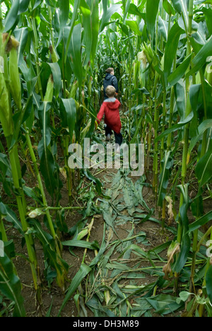 Kinder laufen durch ein Maislabyrinth im Herbst. Stockfoto