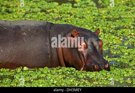 Nilpferd im South Luangwa, Sambia Stockfoto