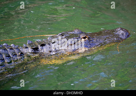 Alligator Everglades Nationalpark Homestead Florida USA Stockfoto