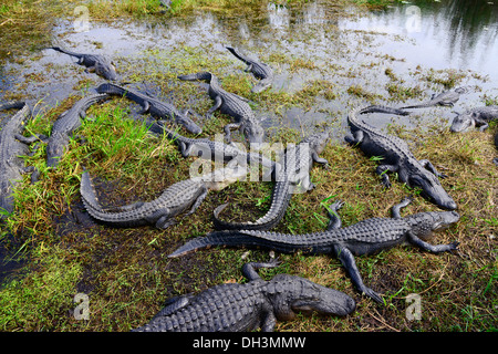 Alligatoren Everglades Nationalpark Homestead Florida USA Stockfoto