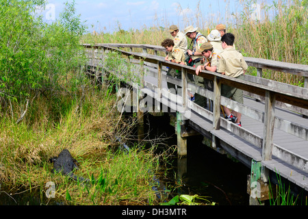Pfadfinder-Truppe beobachten Alligator Everglades Nationalpark Homestead Florida USA Stockfoto