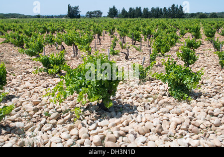 Kieselsteine oder Galets roulés, die auf dem Boden in einem Weinberg von Châteauneuf-du-Pape, Frankreich, Europa, platziert werden Stockfoto