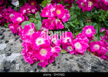 Rosa Rambler Rosen vermutlich amerikanischen Säule in Blüte UK Stockfoto