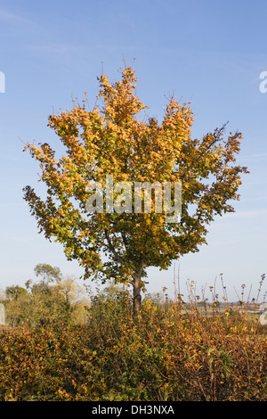 Acer campestre. Field maple in the hedgerow in the British countryside. Stockfoto