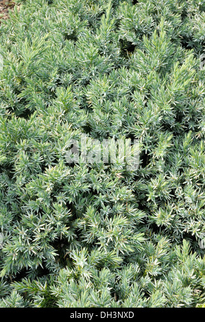 Juniperus squamata Stockfoto