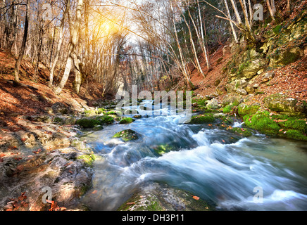 Schnellen Fluss in einem Bergwald an einem sonnigen Tag