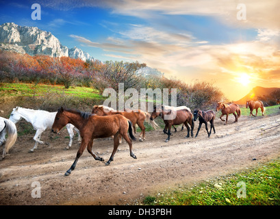 Laufende Pferde in die herbstliche Bergwelt bei Sonnenuntergang Stockfoto