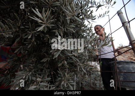 Jerusalem, Israel. 30. Oktober 2013. Palästinensische Olivenbäume Kommissionierer in der Nähe von dem Ölberg in Ost-Jerusalem, 30. Oktober, 2013.Photo: Saeed Qaq/NurPhoto © Saeed Qaq/NurPhoto/ZUMAPRESS.com/Alamy Live News Stockfoto