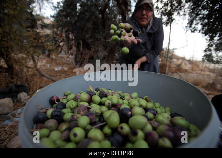 Jerusalem, Israel. 30. Oktober 2013. Palästinensische Olivenbäume Kommissionierer in der Nähe von dem Ölberg in Ost-Jerusalem, 30. Oktober, 2013.Photo: Saeed Qaq/NurPhoto © Saeed Qaq/NurPhoto/ZUMAPRESS.com/Alamy Live News Stockfoto