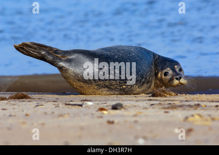 Der Hafen (oder Hafen) Dichtung (Phoca Vitulina), auch bekannt als Seehunde. Stockfoto