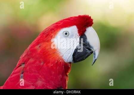 Die hellroten Aras ist eine große, bunte ARA. Es ist in feuchten immergrünen Wäldern in den amerikanischen Tropen heimisch. Stockfoto