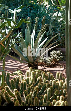 Garten und Villa Marjorelle (Jardin Majorelle) Botanischer Garten Marrakesch Marokko Stockfoto