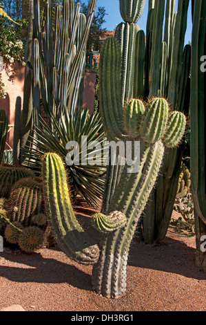 Garten und Villa Marjorelle (Jardin Majorelle) Botanischer Garten Marrakesch Marokko Stockfoto