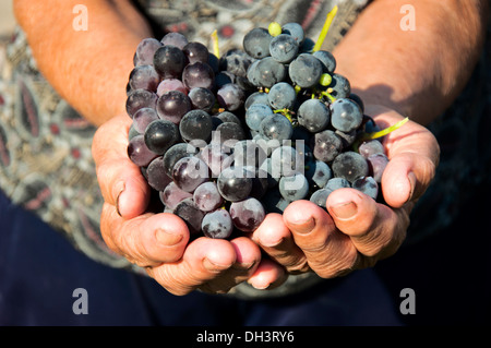 Alt weiblich halten in ihren Händen Bio schwarze Trauben Stockfoto