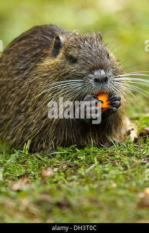 Nutrias (Biber brummeln) Stockfoto