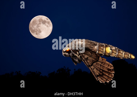 Kolibri Hawkmoth, Macroglossum Stellatarum, frühen Abend fliegen nach dem Vollmond. Stockfoto