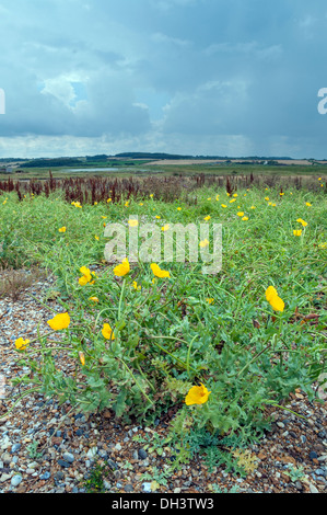 Gelbe gehörnten Poppy, Glaucium Flavum. Stockfoto