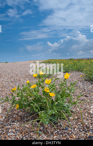 Gelbe gehörnten Poppy, Glaucium Flavum. Stockfoto