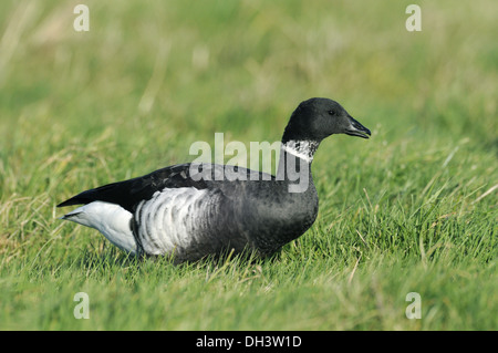 Black Brant - Branta Bernicla nigricans Stockfoto