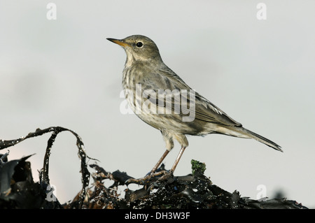 Rock Pieper Anthus petrosus Stockfoto