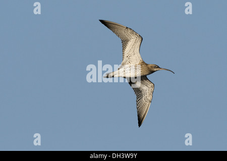 Brachvogel Numenius arquata Stockfoto