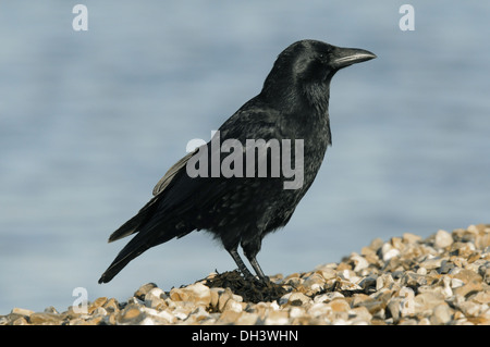 AAS-Krähe Corvus Corone corone Stockfoto