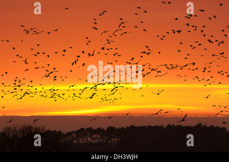 Pink-footed Gans Anser brachyrhynchus Stockfoto