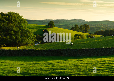 Spät harken das Sonnenlicht, das auf typisch sanften Hügeln übersät mit Schafen und Bäume in Cumbria. Stockfoto