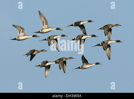 Pintail Anas acuta Stockfoto