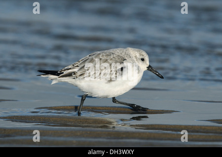 Sanderling Calidris alba Stockfoto