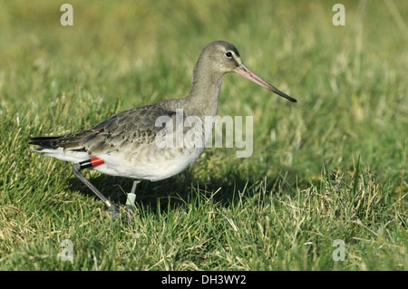 Schwarz-angebundene Uferschnepfe Limosa limosa Stockfoto