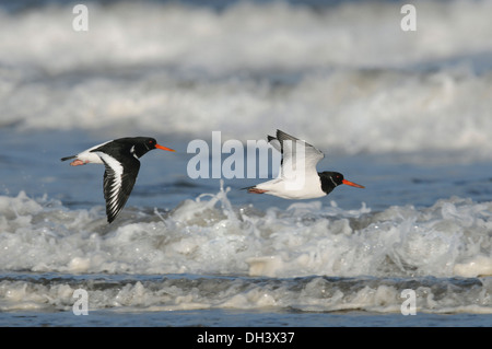 Austernfischer Haematopus ostralegus Stockfoto