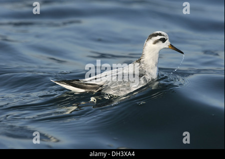 Grey Phalarope Phalaropus fulicarius Stockfoto