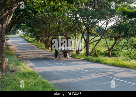 Indische Landarbeiter mit Geernteten Erdnuss Pflanzen auf einem Ochsenkarren in den ländlichen indischen Landschaft. Andhra Pradesh, Indien. Stockfoto