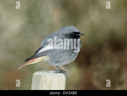 Black Redstart Phoenicurus ochruros Stockfoto