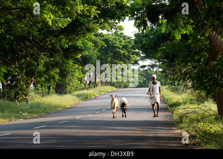Alten ländlichen Indianerdorf Mann zu Fuß zwei Ziegen auf einer Straße in der indischen Landschaft. Andhra Pradesh, Indien Stockfoto
