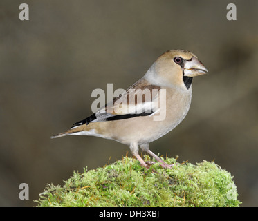 Kernbeißer Coccothraustes coccothraustes Stockfoto